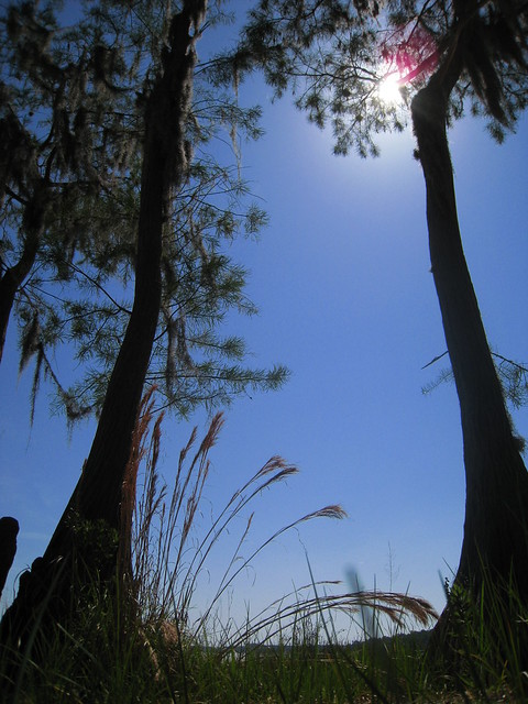 Lake Louisa State Park in Clermont